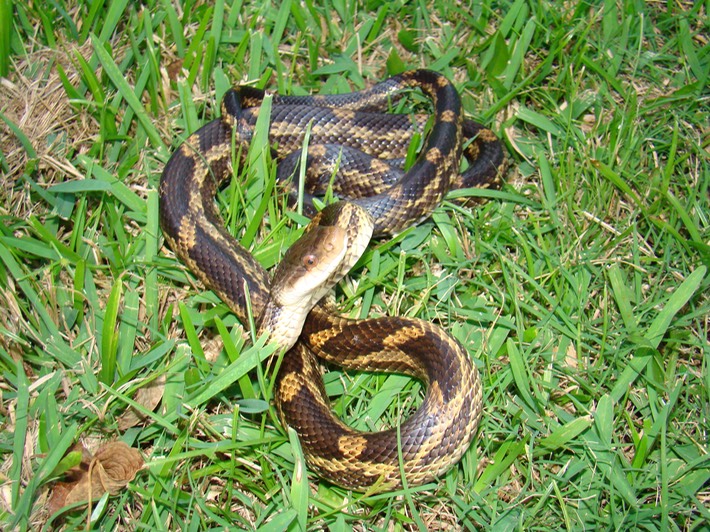 Texas Ratsnake 1.JPG