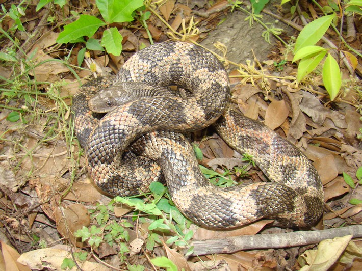 Texas Ratsnake 2.jpg