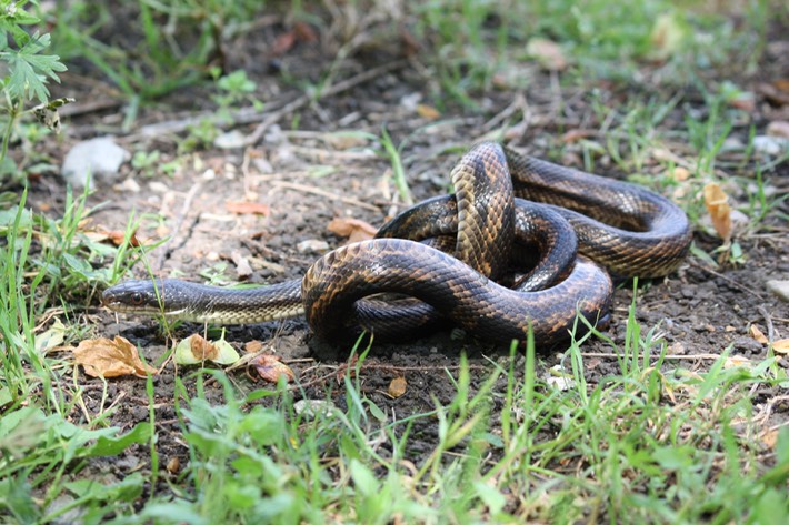 Texas Ratsnake 2.JPG