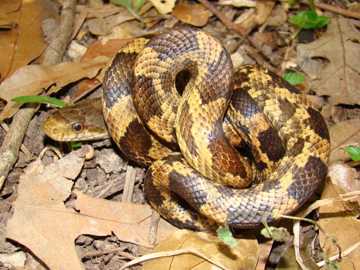Texas Ratsnake 3.jpg
