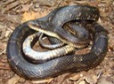 Texas Ratsnake Chicot Arboretum Evangeline.JPG