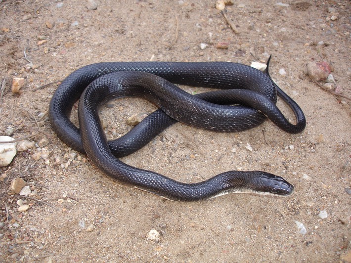 Texas Ratsnake Crane Lake - Twain, Iron County.jpg