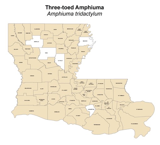 Three-toed Amphiuma