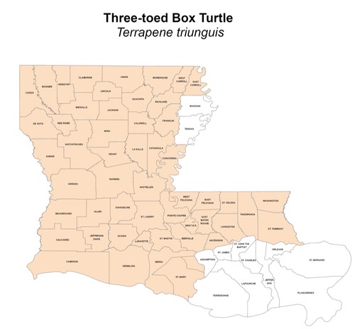 Three-toed Box Turtle