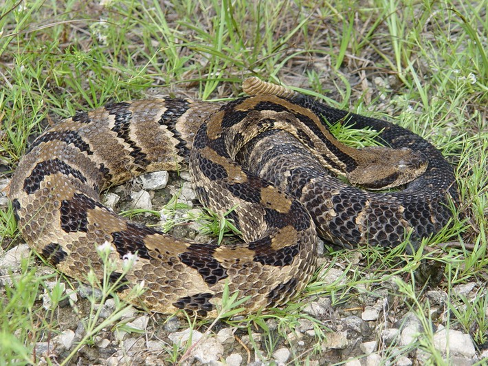 Timber Rattlesnake Brad Glorioso’s Personal site Amphibians and