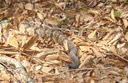Timber Rattlesnake Chicot 1.JPG