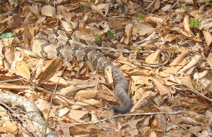 Timber Rattlesnake Chicot 1.JPG