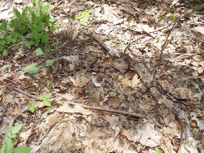 Timber Rattlesnake Flat Rock.jpg