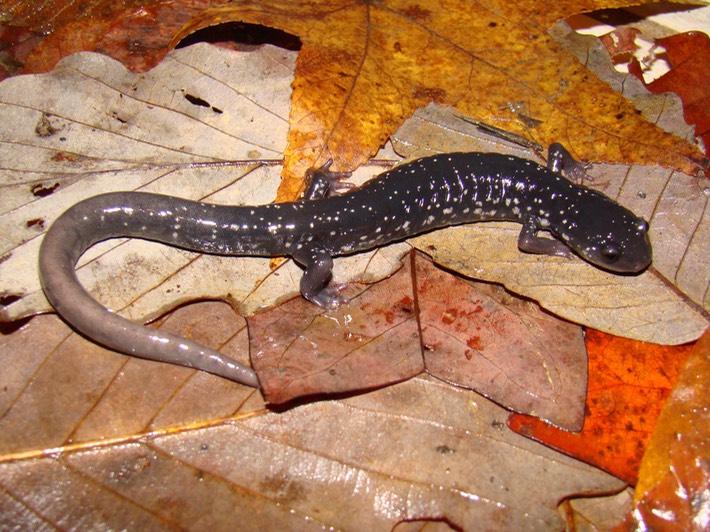 TNARMI-09 (105) PKEN