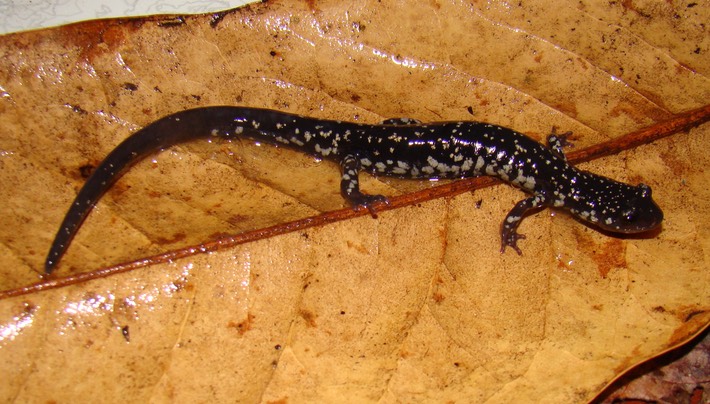 TNARMI-09 PAUR (120)