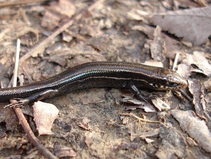 TOTSP 3-11-07 (18) (2)