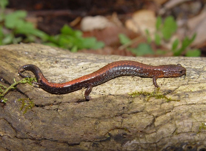 TRIZ VISIT (32) Smokies PSER