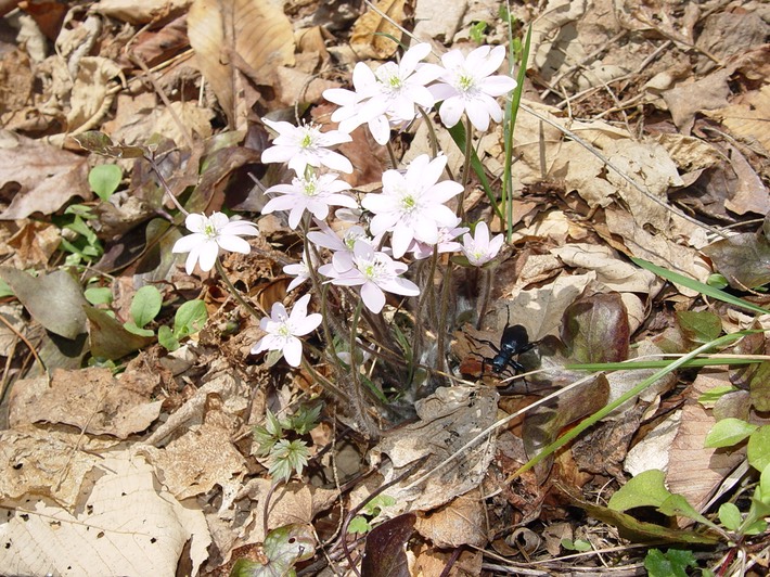 TRIZ VISIT (43) Smokies