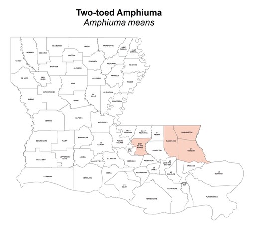 Two-toed_Amphiuma