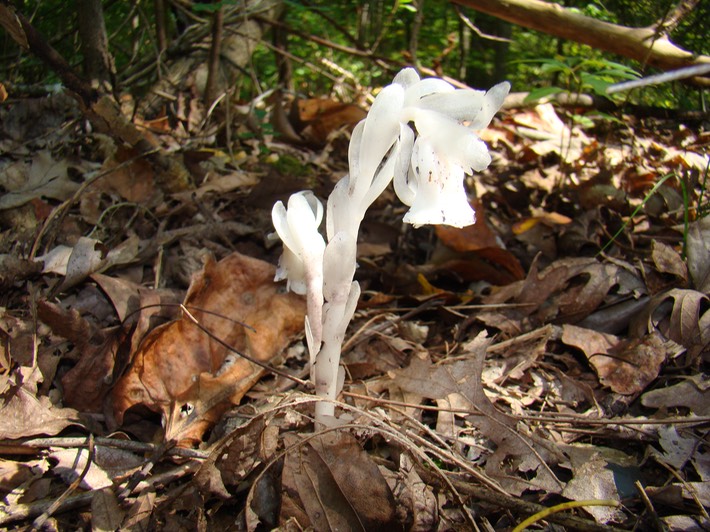 various 010 Indian Pipe TOTSP