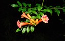 Various 075