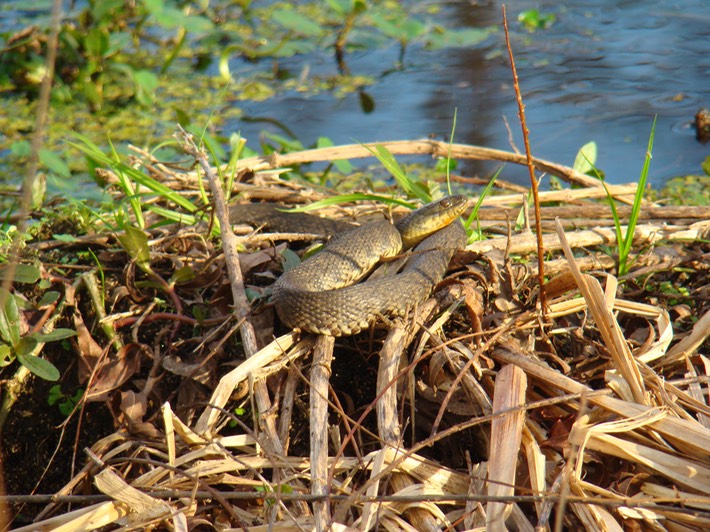 Mississippi Green Watersnake 3.jpg