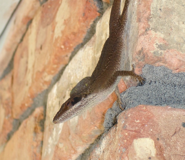 Various Wildlife - 007 (2)