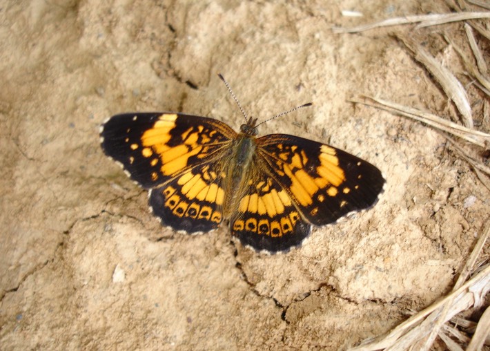 Various Wildlife - 112 Jackson, MO