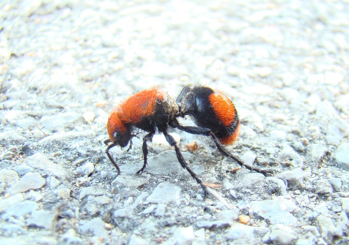 Velvet Ant (3)