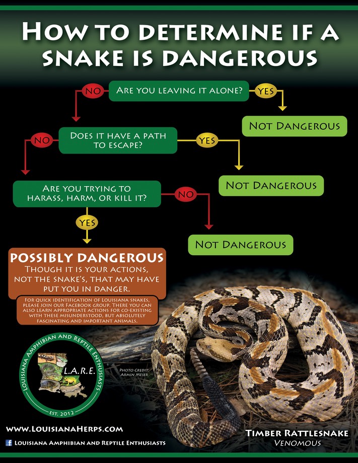 Venomous Snake Flow Chart-RGB (1)