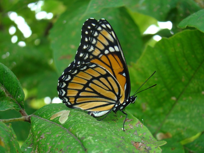 Viceroy - Limenitis archippus (4)