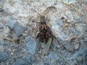 Wasp Beetle (2)