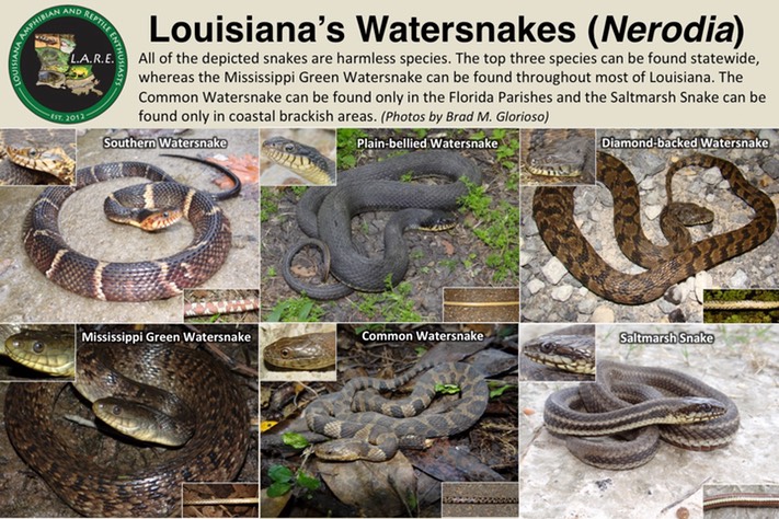 Watersnakes of Louisiana Revised