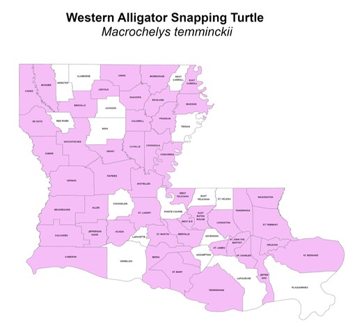 Western Alligator Snapping Turtle