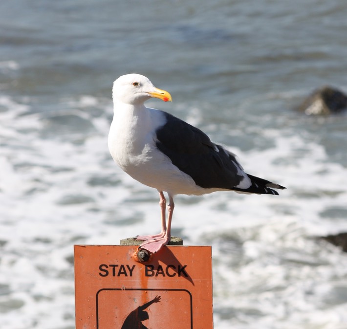 Western Gull (2)