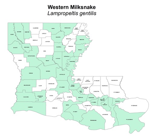 Western Milksnake