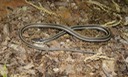 Western Ribbonsnake 1.JPG