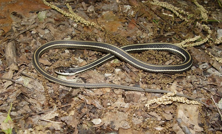 Western Ribbonsnake 1.JPG