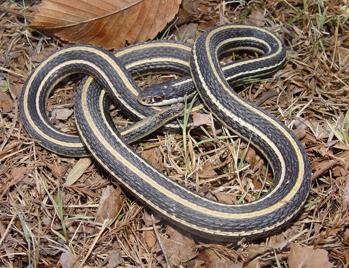 Western Ribbonsnake 2.JPG