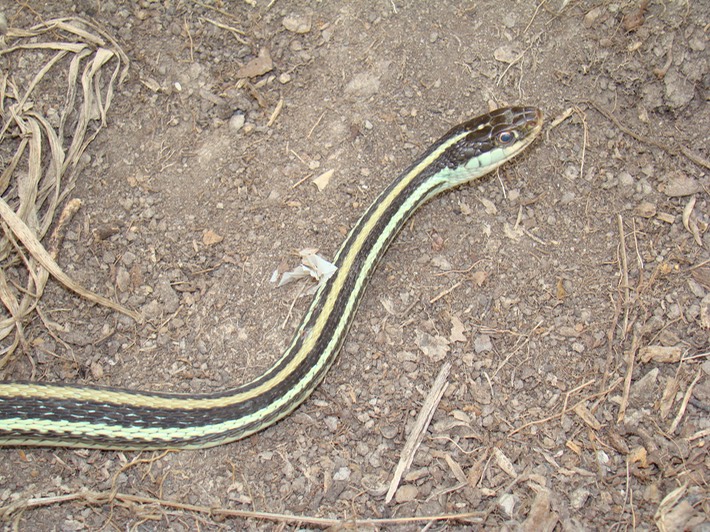 Western Ribbonsnake.jpg