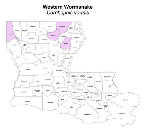 Western_Wormsnake