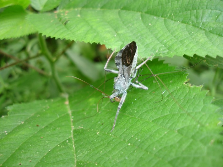 Wheel Bug