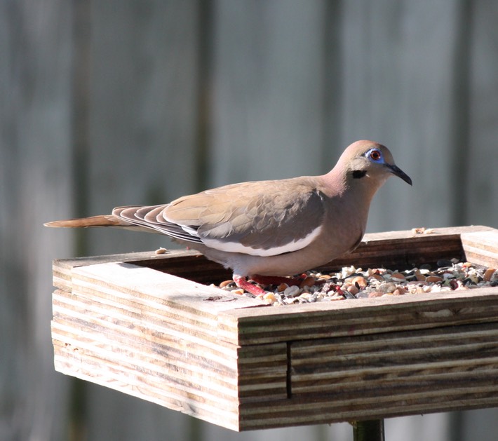 White-winged Dove (2)