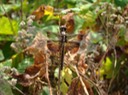 Widow Skimmer Female - Libellula luctuosa (1)