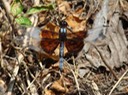Widow Skimmer Male - Libellula luctuosa (2)