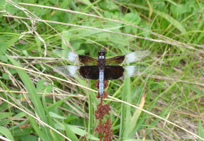 Widow Skimmer Male (Libellula luctuosa) (2)