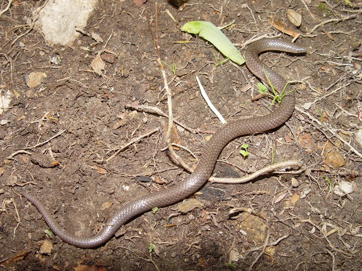 Wormsnake Old Stone Fort Arch. Park.jpg