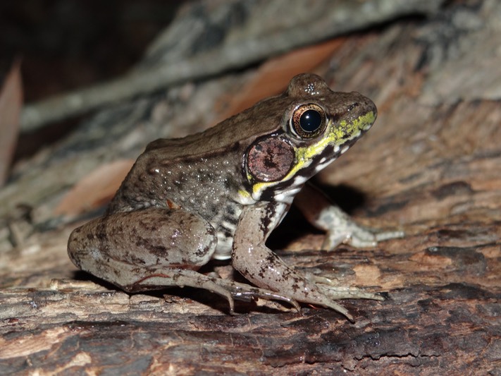 Green Frog Brad Glorioso’s Personal site Amphibians and Reptiles