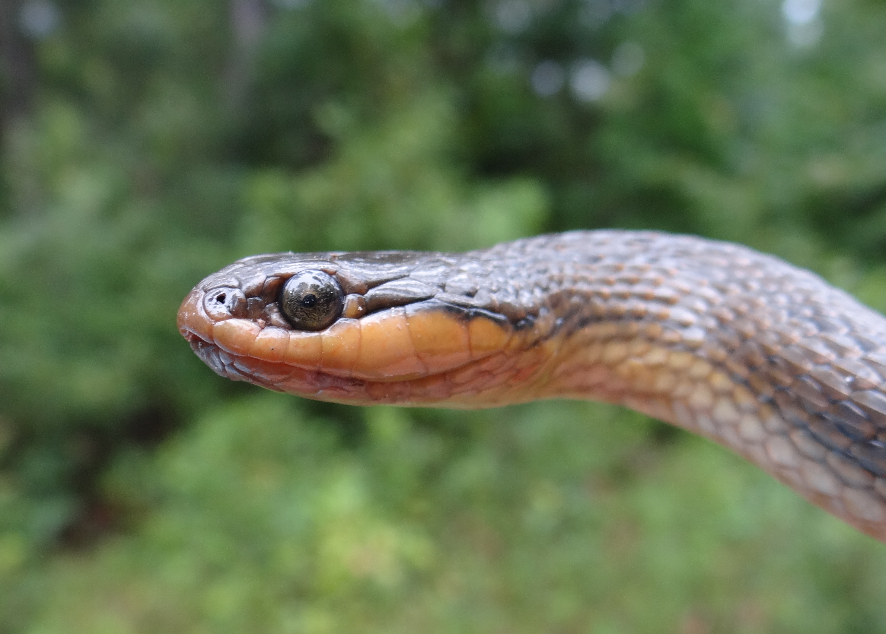 Glossy Swampsnake - Liodytes rigida | Brad Glorioso’s Personal Website
