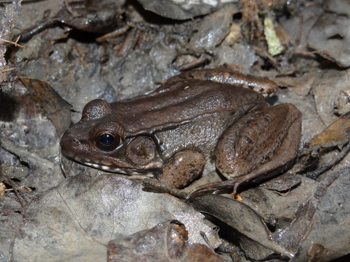 Green Frog Brad Glorioso’s Personal site Amphibians and Reptiles