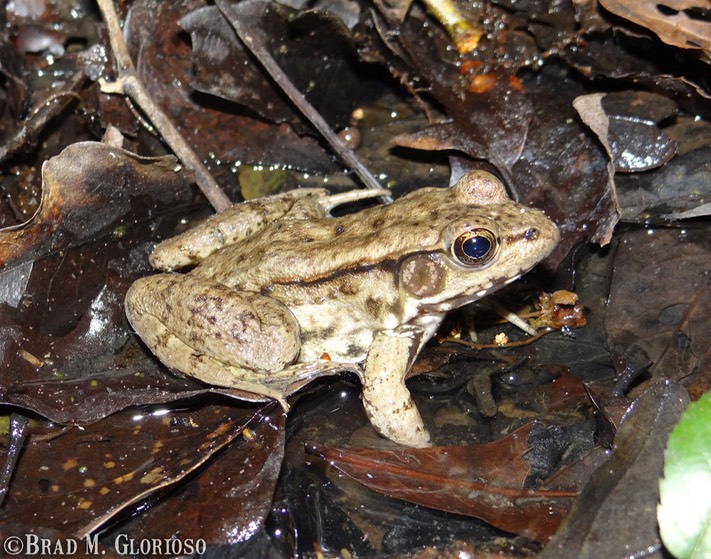 Green Frog Brad Glorioso’s Personal site Amphibians and Reptiles