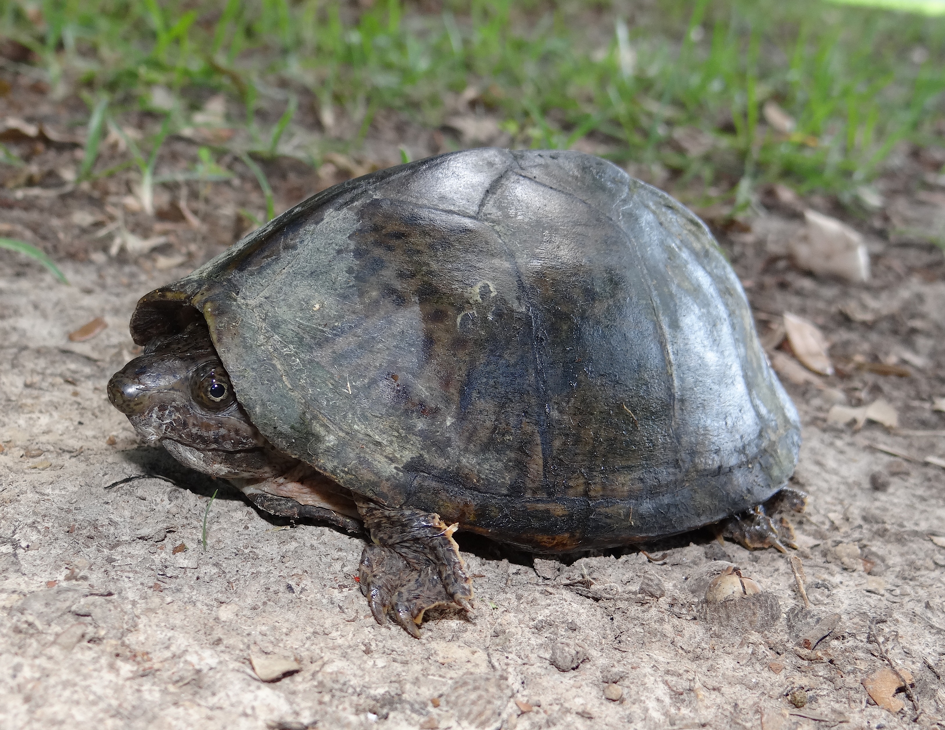 Razorbacked Musk Turtle Sternotherus carinatus Brad Glorioso’s Personal Website Amphibians