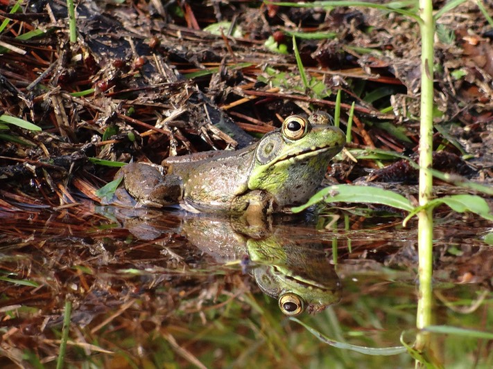 Green Frog Brad Glorioso’s Personal site Amphibians and Reptiles