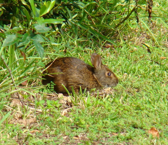Swamp Rabbit, South Florida Brad Glorioso’s Personal Website