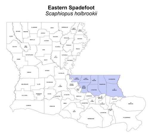 Eastern_Spadefoot